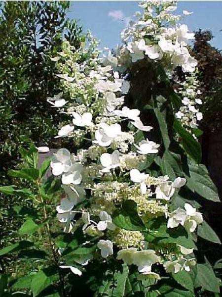 Hydrangea paniculata tardiva